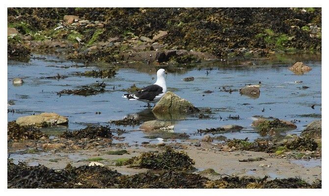 goéland marin ... Larus marinus, ordre des charadriiformes famille des Laridés