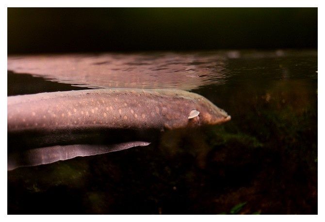 gymnote ou anguille électrique ... Electrophorus electricus ; Ordre des Gymnotiformes, famille des gymnotidés