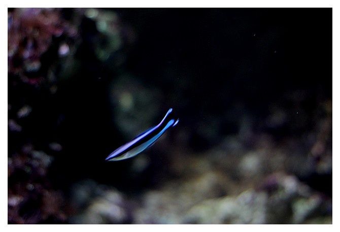 Labre nettoyeur commun ... Labroides dimidiatus; Ordre des Perciformes, Famille des labridés