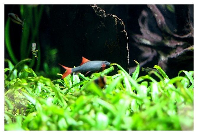 Labéo vert ... Epalzeorhynchos frenatus; ordre des cypriniformes, famille des cyprinidés (3)