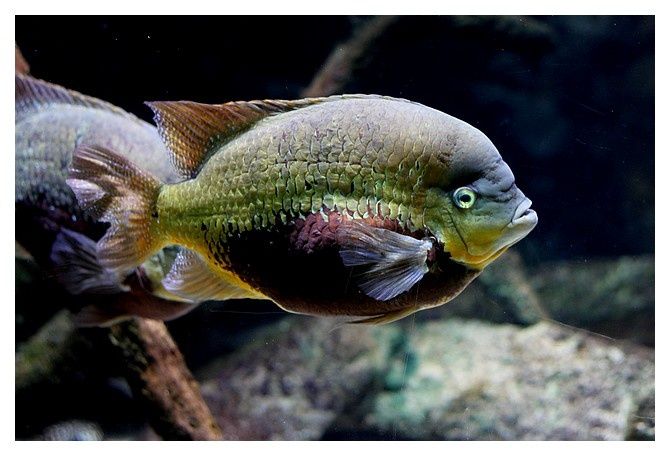 herichtys pearsei; Ordre des Perciformes, famille des cichildés