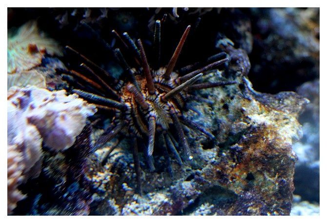 oursin crayon ... Heterocentrotus mamillatus; classe des échinides, Ordre des Echinoïdes,famille des Echinométridés