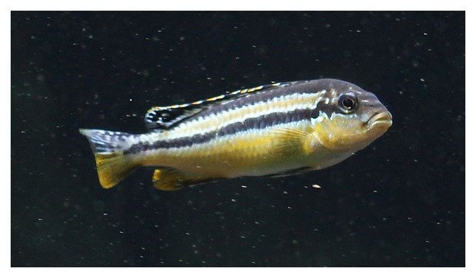 Frappeur de pierre du Malawi ou Cichlidé turquoise doré ... Melanochromis auratus femelle; Ordre des Perciformes, Famille des cichlidés