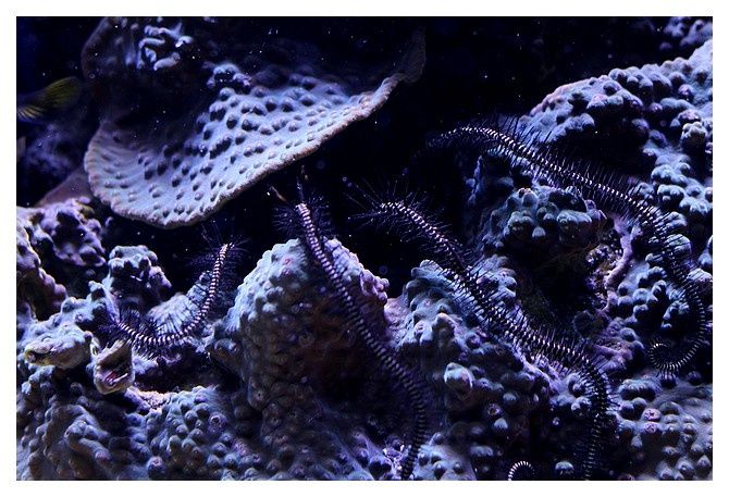 ophiure ... Macrophiothrix sp.; Classe Ophiuroïdes, Ordre des Ophiurides, Famille des Ophiotrichidés