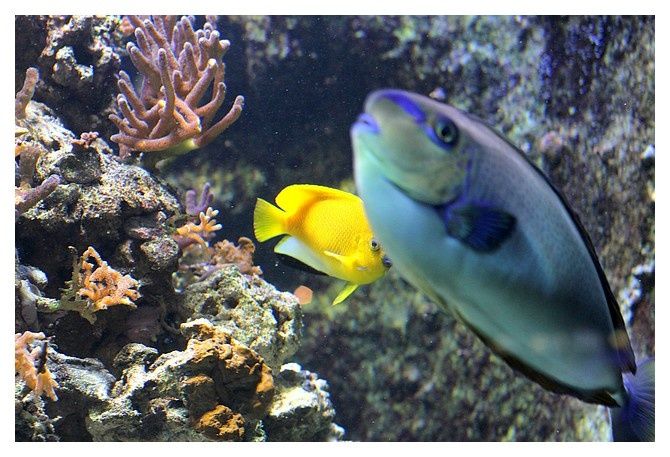 nason à lignes violettes ... Naso vlamingii; Ordre des Perciformes, Famille des Acanthuridés