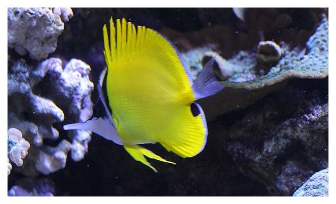 Poisson-pincette jaune ou Chelmon à long bec ... Forcipiger flavissimus; Ordre des Perciformes, Famille des Chaetodontidés