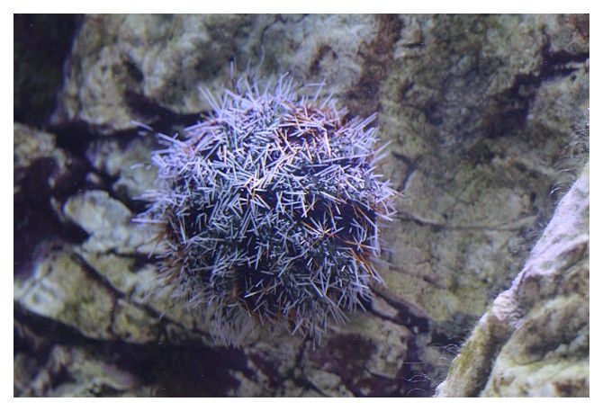 oursin mitre ... tripneuste gratilla; classe des échinides, Ordre des Temnopleuroïdes,famille des Toxopneustidés