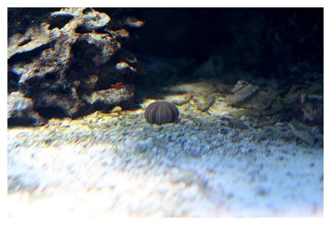 oursin de sable ... Echinus esculentus; classe des échinides, Ordre des Echinoïdes,famille des Echinidés