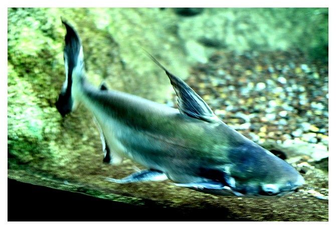 Panga géant ... Pangasius sanitwongsei ; Ordre des Siluriformes, Famille des Pangasiidés