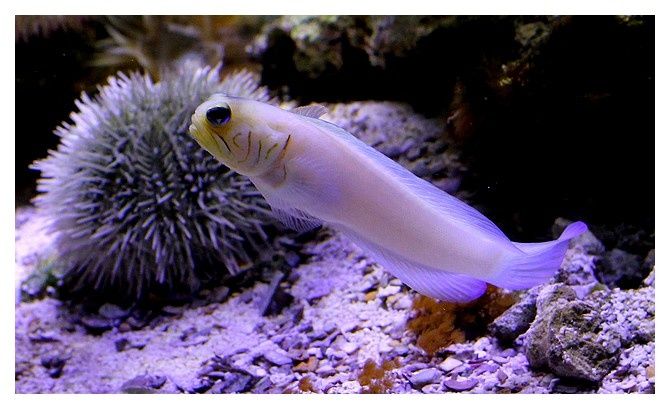 Opistognathe à tête jaune ... Opistognathus aurifrons; Ordre des Perciformes, famille des Opistognathidés