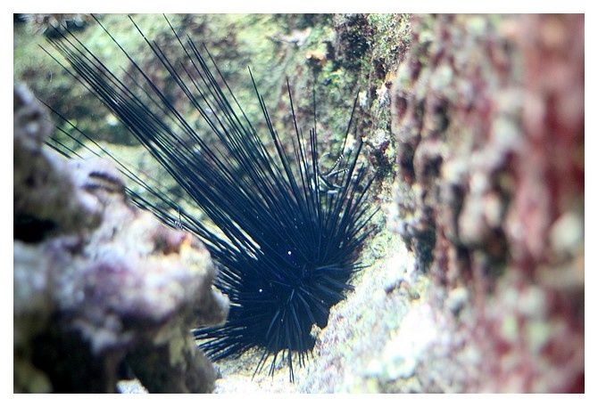 oursin diadème ... Centrostephanus longispinus; classe des échinides, Ordre des Diadématoïdes,famille des Diadémidés