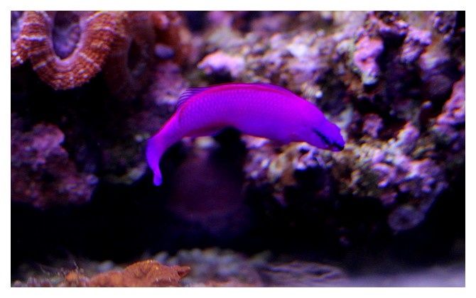 Pseudochromis orchidée ... Pseudochromis Fridmani.; Ordre des perciformes Famille des Pseudochromidés