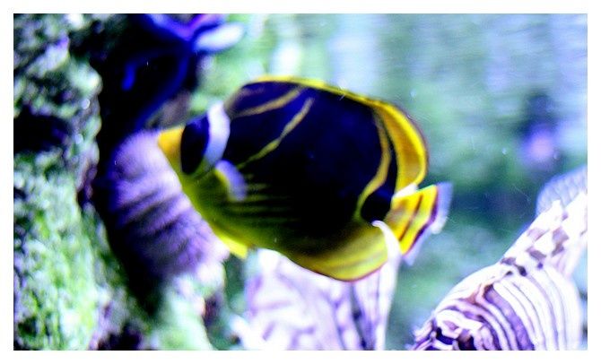 poisson papillon raton laveur ou Poisson-papillon à raies rouges ... Chaetodon lunula; Ordre des Perciformes Famille des Chaetodontidés