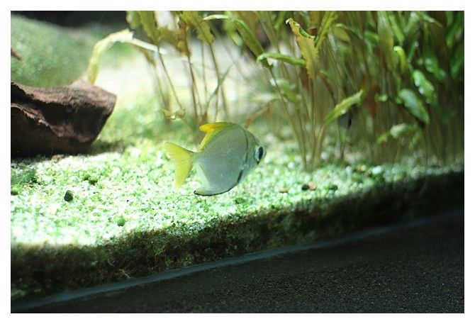 poisson lune argenté ... Monodactylus argenteus ; Ordre des Perciformes Famille des Monodactylidés