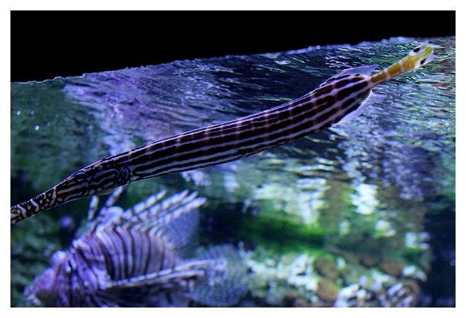 poisson trompette chinois ... Aulostomus chinensis; Ordre des Syngnathiformes Famille des Aulostomidés