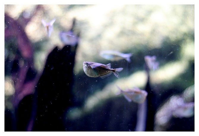 Poisson-hachette commun ... Gasteropelecus sternicla; Ordre des Characiformes Famille des Gastéropélécidés