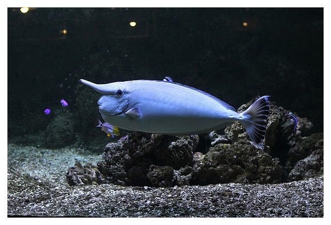 Poisson-licorne ou nason ... Naso annulatus; Ordre des Perciformes Famille des Acanthuridés