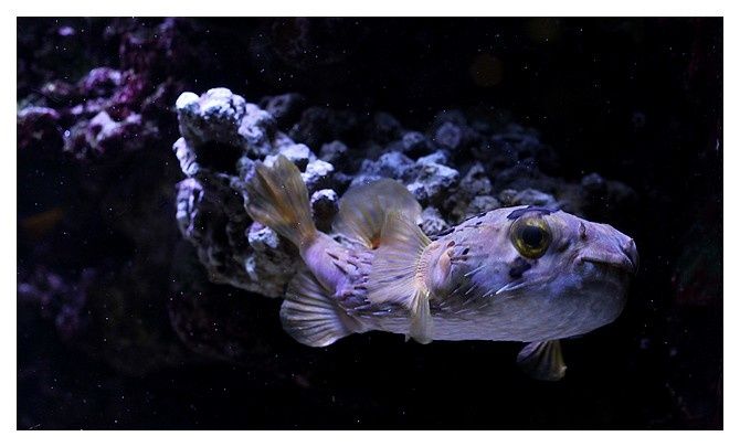 poisson porc-épic à taches ... Diodon holocanthus; Ordre des Tetraodontiformes Famille des Diodontidé