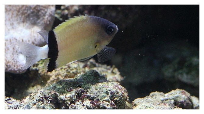 Poisson demoiselle à barre noire ou Chromis à écharpe noire ... Chromis retrofasciata ; Ordre des Perciformes Famille des Pomacentridés