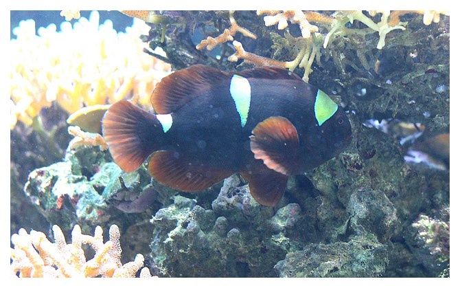 Poisson-clown épineux ... Premnas biaculeatus, variété de Sumatra; Ordre des Perciformes Famille des Pomacentridés