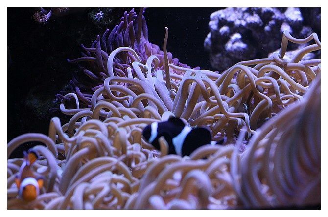 Poisson-clown noir à trois bandes ... Amphiprion ocellaris black; Ordre des Perciformes Famille des Pomacentridés