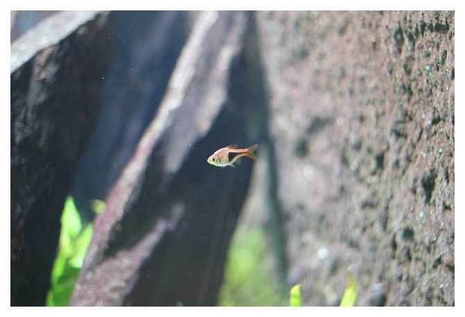 Rasbora arlequin ... Trigonostigma heteromorpha; ordre des cypriniformes, famille des cyprinidés