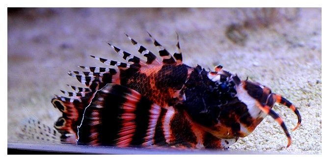 Ptérois ocellé, Poisson Lion ou Poisson Dragon ... Dendrochirus biocellatus; ordre des Scorpéniformes, famille des Scorpénidés