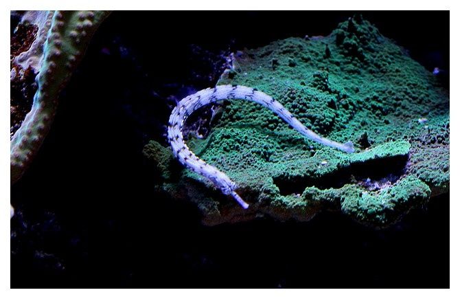 Syngnathe gribouillé ... Corythoichthys intestinalis; Ordre des Syngnathiformes Famille des Syngnathidés