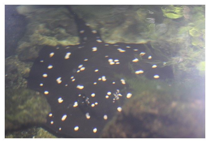 raie tachetée ... Potamotrygon leopoldi Classe des Chondrichthyens Ordre des Myliobatiformes Famille des Potamotrygonidés