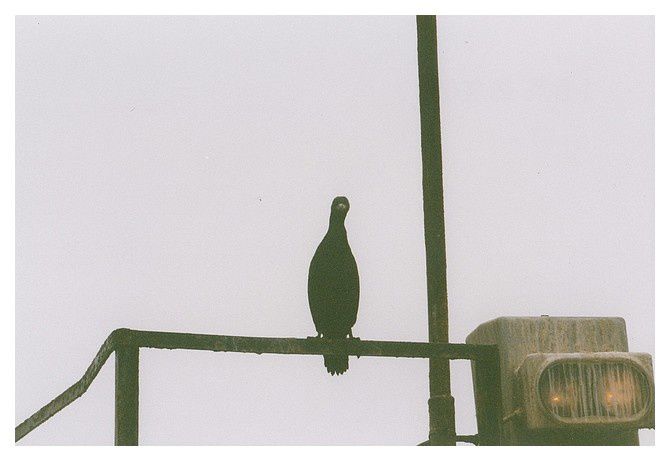 cormoran, sur une épave