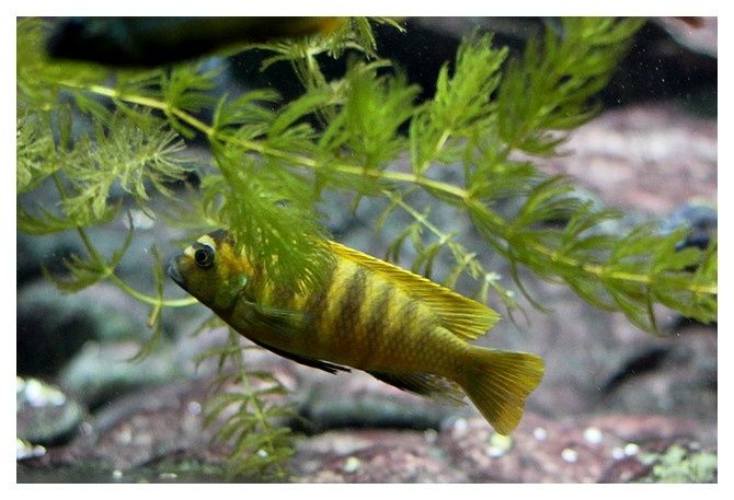 Maylandia sp. "zebra gold"; Ordre des perciformes Famille des cichlidés