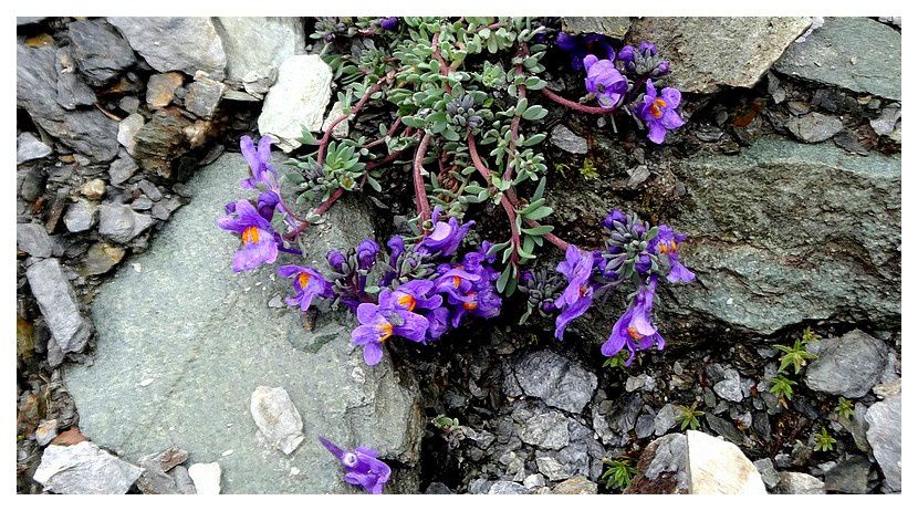 mufflier des alpes ou linaire ... Linaria alpina subsp. alpina;  famille des scrophulariacées