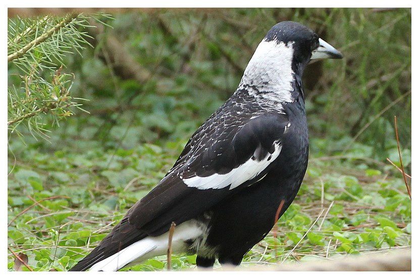 faune d'Australie : oiseaux -1- Perth