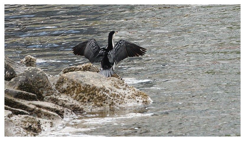 faune d'Australie : oiseaux -1- Perth