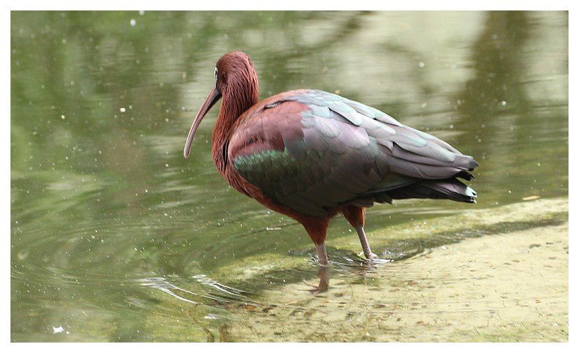 faune d'Australie : oiseaux -1- Perth
