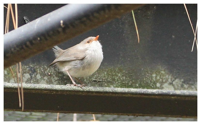 faune d'Australie : oiseaux -1- Perth