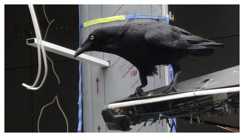 faune d'Australie : oiseaux -1- Perth