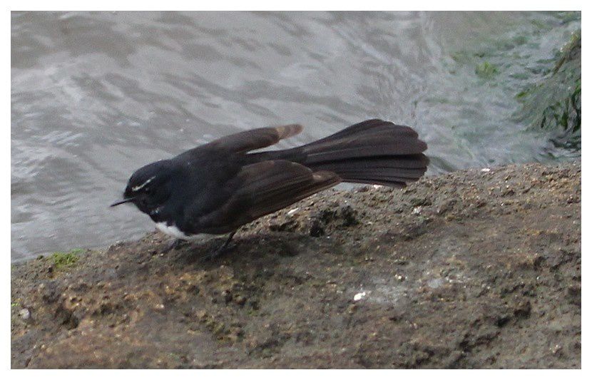 faune d'Australie : oiseaux -1- Perth
