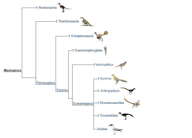 Oiseaux Bruxelles Environnement
