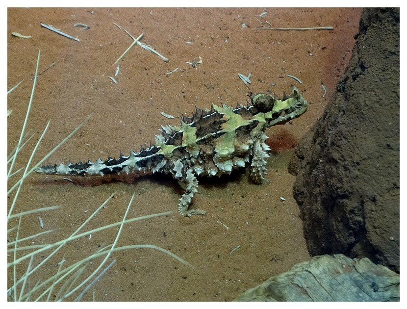 faune d'Australie/Nouvelle Zélande/Nouvelle Caledonie : reptiles 1