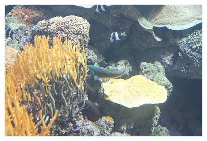 5- (à gauche) corail dur ?