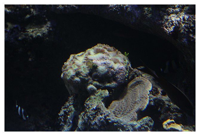 6- corail ou anémone ?