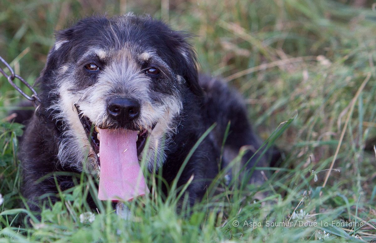 CALIMBA - x griffon 10 ans - Refuge de Doue la Fontaine (49) adoption ou fa  Ob_7a958e_644381img6467