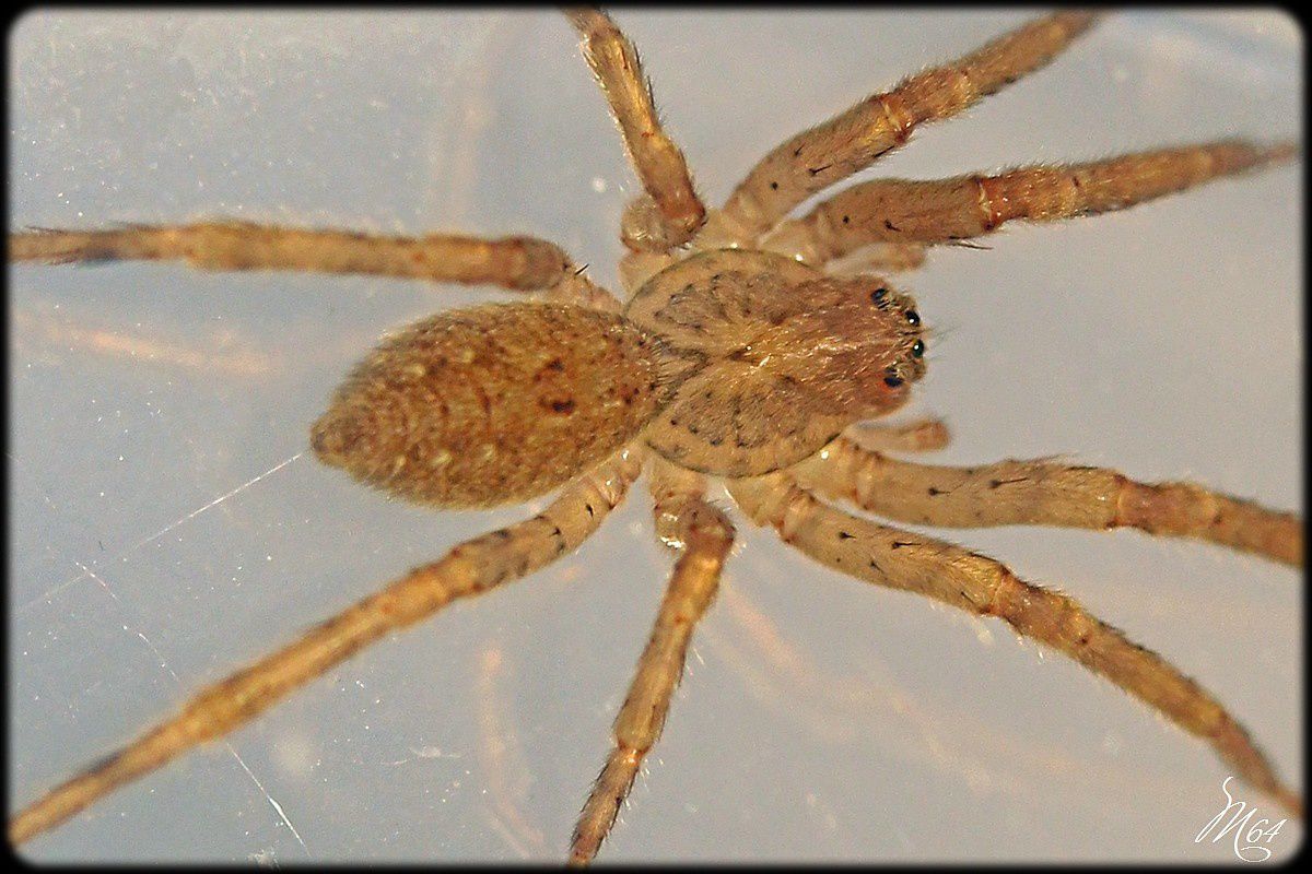 Araignée : Zoropsis spinimana ou media 