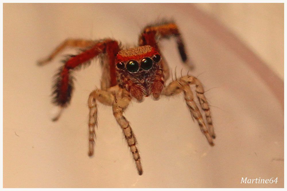 Araignée sauteuse : Saitis barbipes