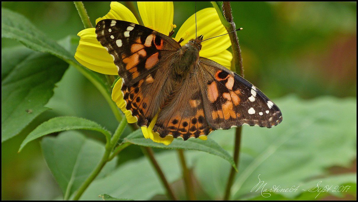 Papillon : Belle Dame