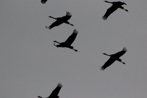 LA GRUE CENDREE: Suivez la migration en cours au jour le jour.