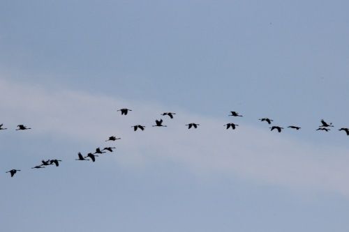 LA GRUE CENDREE: Suivez la migration en cours au jour le jour.