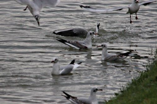 LE BALLET DES MOUETTES RIEUSES.