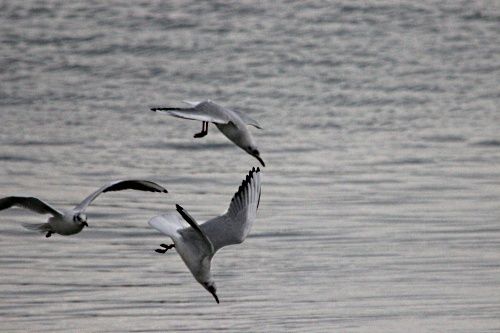 LE BALLET DES MOUETTES RIEUSES.